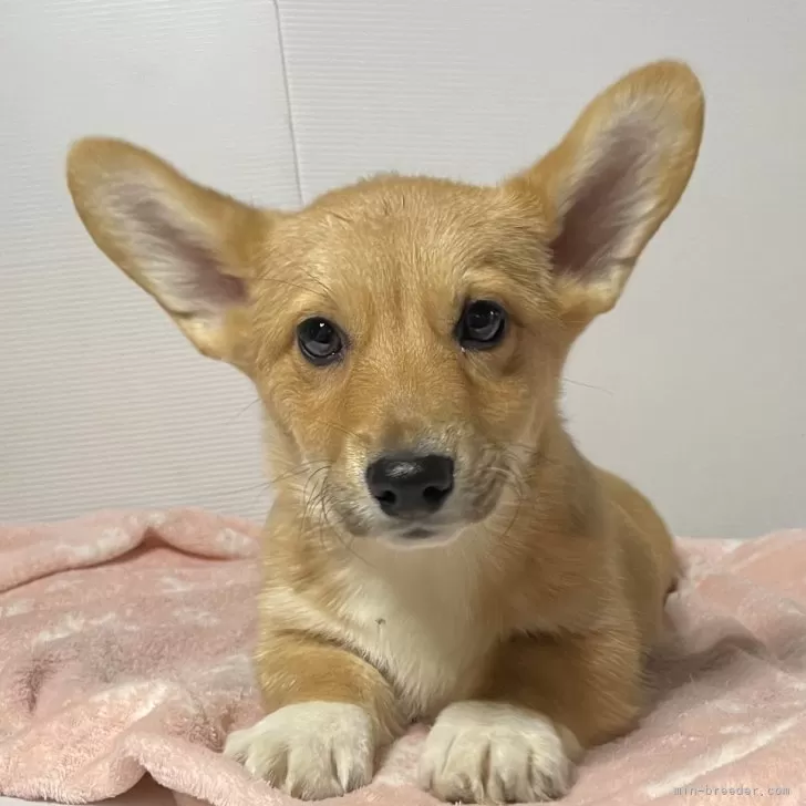 ID：2410-00782の子犬