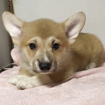 コーギーさま専用 楽天市場】置物 リアルなワンちゃん 癒やし系 コーギー犬 : ヘルツ