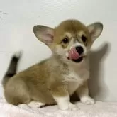 ウェルシュ・コーギー・ペンブローク【栃木県・女の子・2025年8月11日・レッド&ホワイト】の写真1