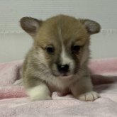 ウェルシュ・コーギー・ペンブローク