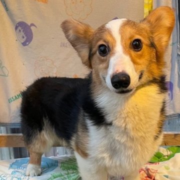 ウェルシュ・コーギー・ペンブローク【栃木県・女の子・2022年6月20日・ブラック・タン&ホワイト】の写真「優しい顔立ちの女の子」