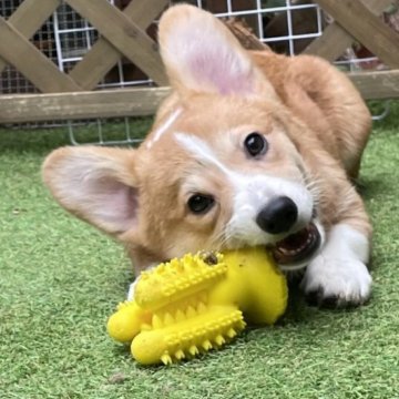 ウェルシュ・コーギー・ペンブローク【栃木県・男の子・2023年2月1日・レッド&ホワイト】の写真「優しい顔立ちの男の子」