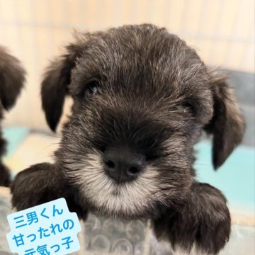 ミニチュアシュナウザー【長野県・男の子・2024年6月5日・ソルト&ペッパー】の写真「末っ子ちゃんの元気な甘えん坊くんです」