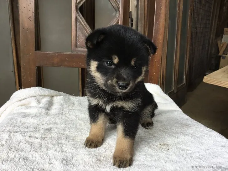 ID:1907-02177の子犬