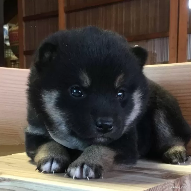 ID：2401-07154の子犬