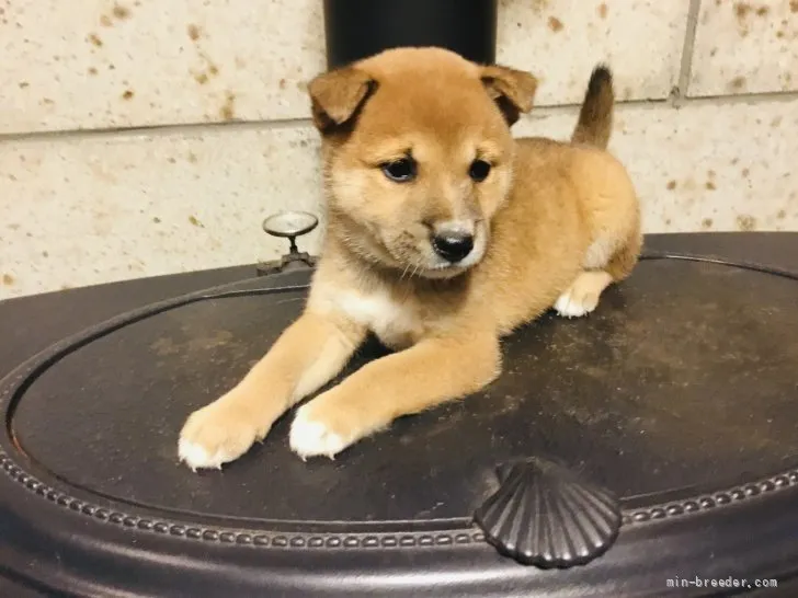 ID:2109-00441の子犬
