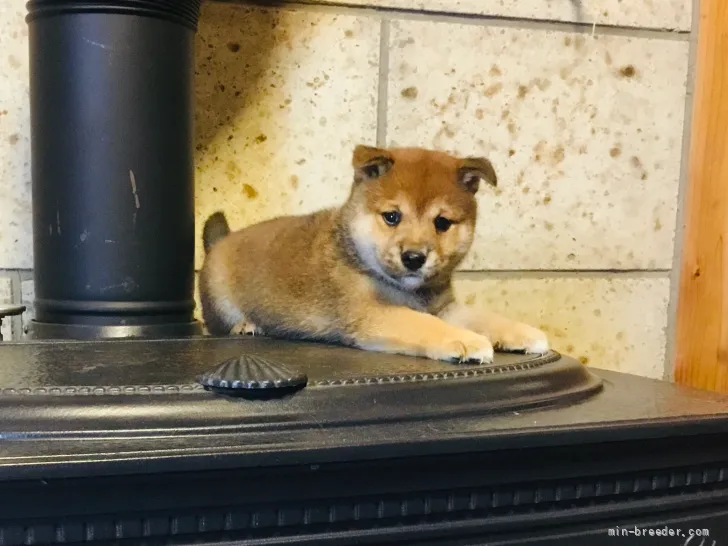 柴犬(標準サイズ)【福島県・男の子・2021年7月25日・赤】の写真1「9／3日撮影」