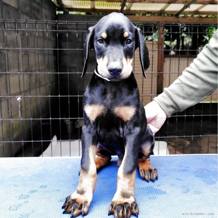 ドーベルマン【大分県・男の子・2025年9月3日・ブラックタン】の写真1