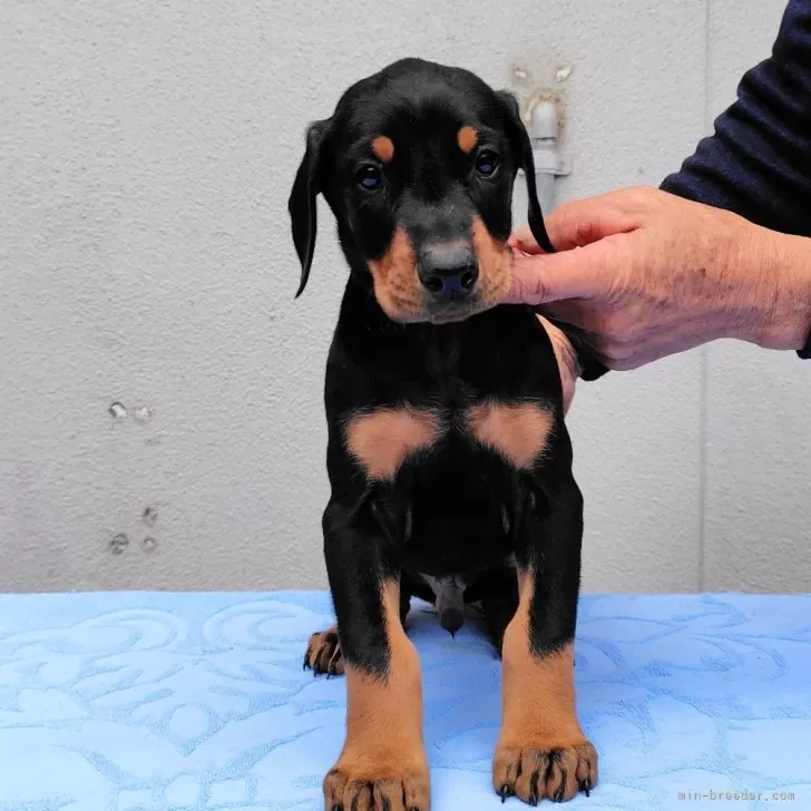 ID：2411-07646の子犬