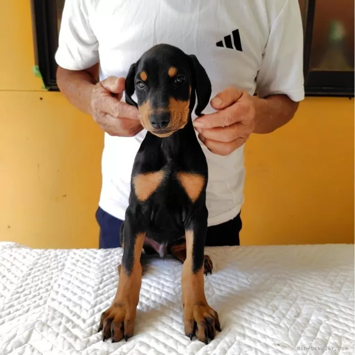 ID：2510-07560の子犬