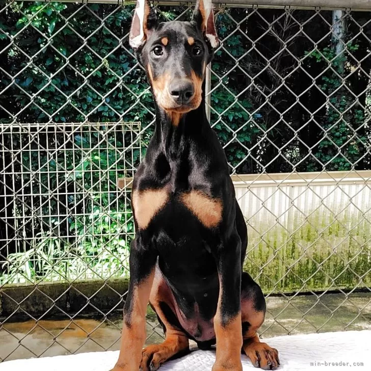 ID：2510-07558の子犬