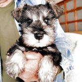 ミニチュアシュナウザー