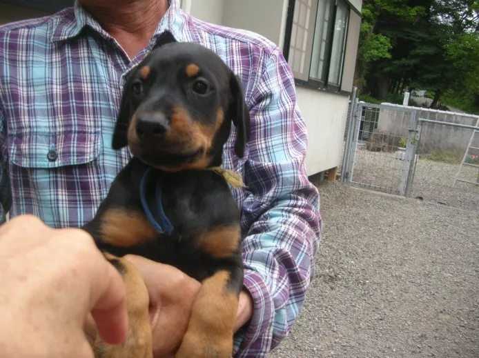 吉岡 様のお迎えした子犬