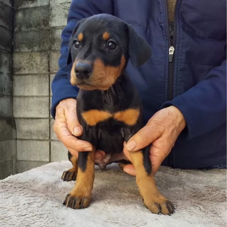 ID:2402-06157の子犬