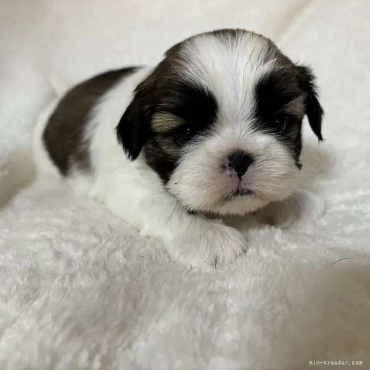 ID：2501-06609の子犬
