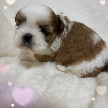 シーズー【宮崎県・男の子・2025年10月26日・ゴールド&ホワイト】の写真「可愛いお顔の男の子です^ ^」