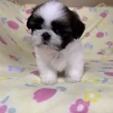 シーズー