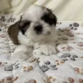 シーズー