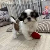 シーズー