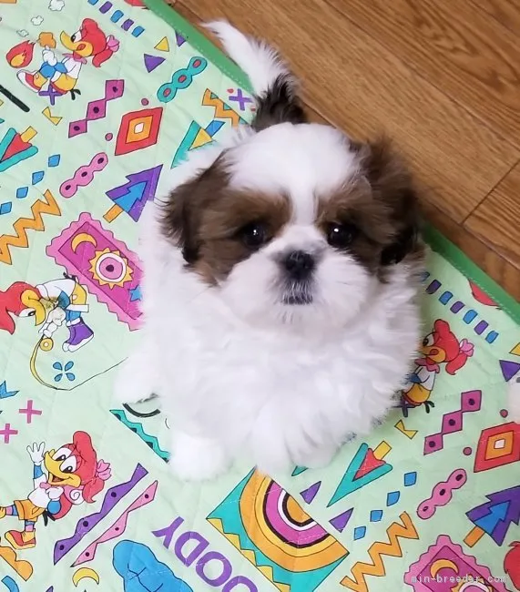 宝ちゃんママ 様のお迎えした子犬