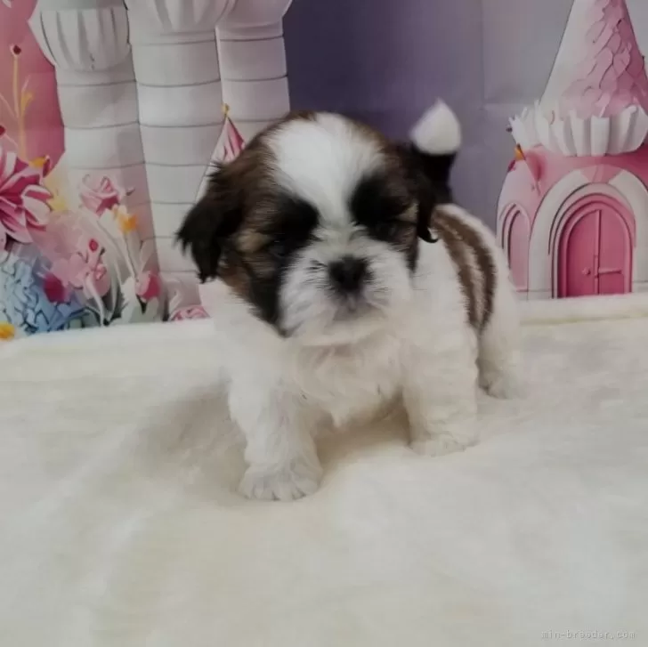 ID:2407-03759の子犬
