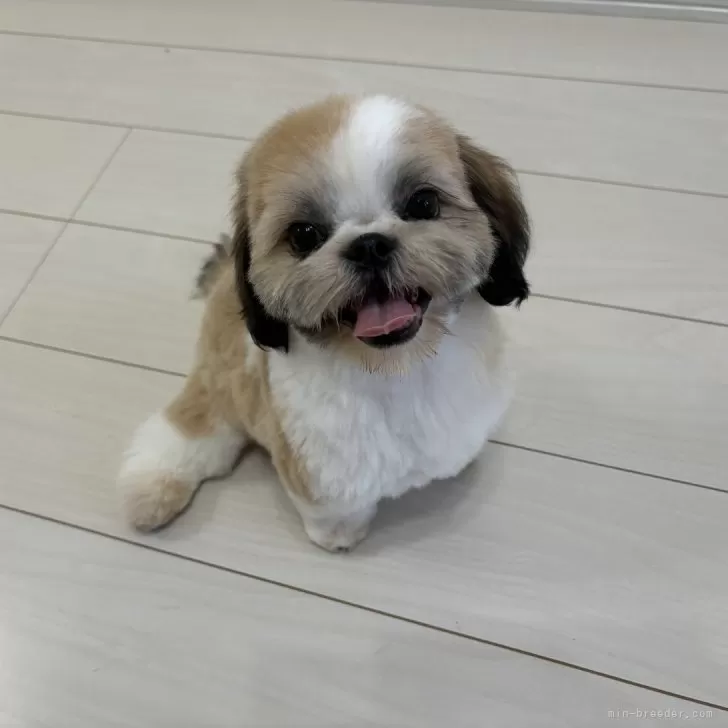 シーズー【宮崎県・男の子・2024年6月4日・ゴールド&amp;ホワイト】の写真1「性格もお顔も可愛いですよ〜💕」