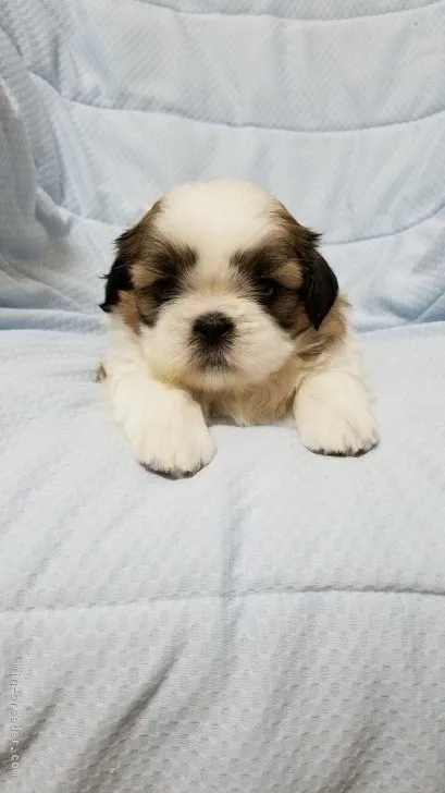 プリママ 様のお迎えした子犬