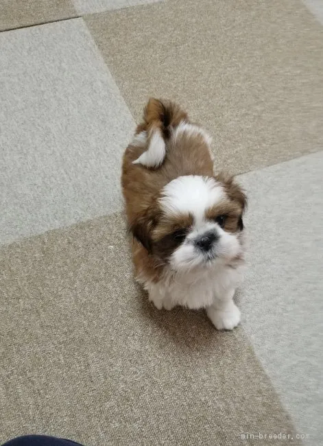 ID：2004-01648の子犬