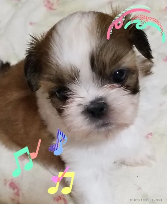 hiro 様のお迎えした子犬