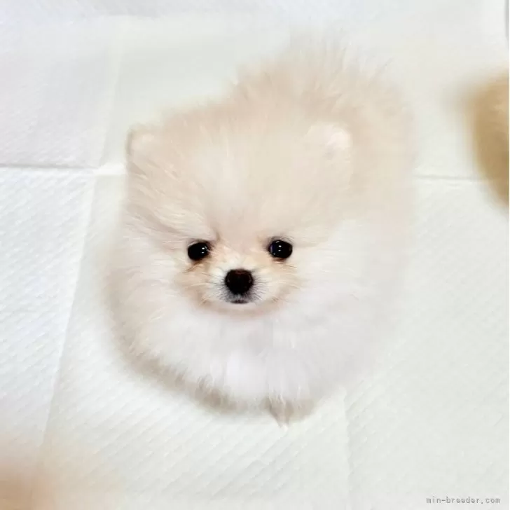 ID：2507-05258の子犬