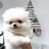 ポメラニアン