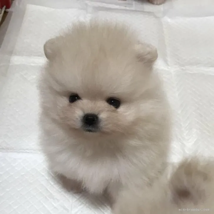 ID:2211-00206の子犬