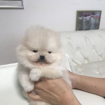 ポメラニアン【香川県・男の子・2024年2月22日・クリーム】の写真「爆毛になりそうです^_^」