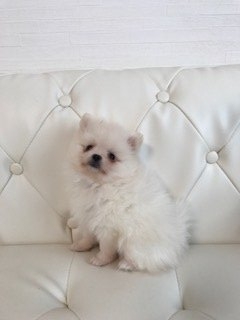ポメラニアン【香川県・男の子・2018年7月27日・ホワイト】の写真「チビチビの男の子」