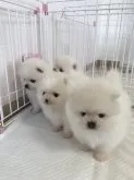 ポメラニアン【香川県・男の子・2022年3月30日・ホワイト】の写真4