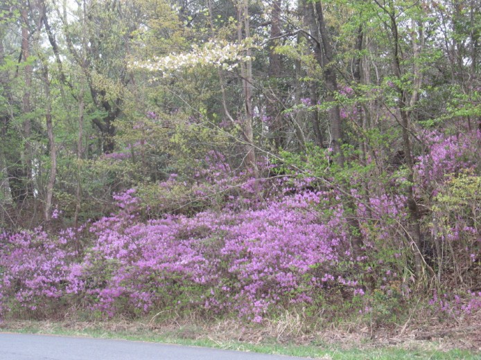 4月20日頃の風景｜磯部　素郎(いそべ　もとお)ブリーダー(岐阜県・トイプードルなど・JKC登録)の紹介写真1