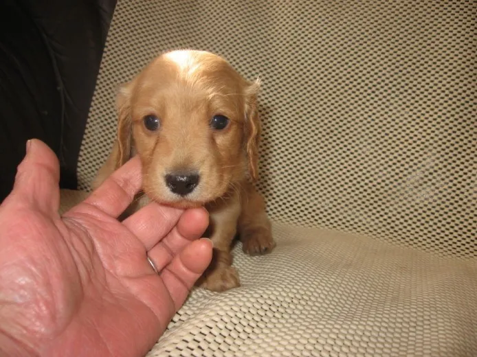 神奈川県男性 様のお迎えした子犬