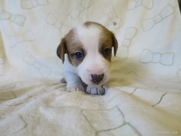 ID：1712-00967の子犬