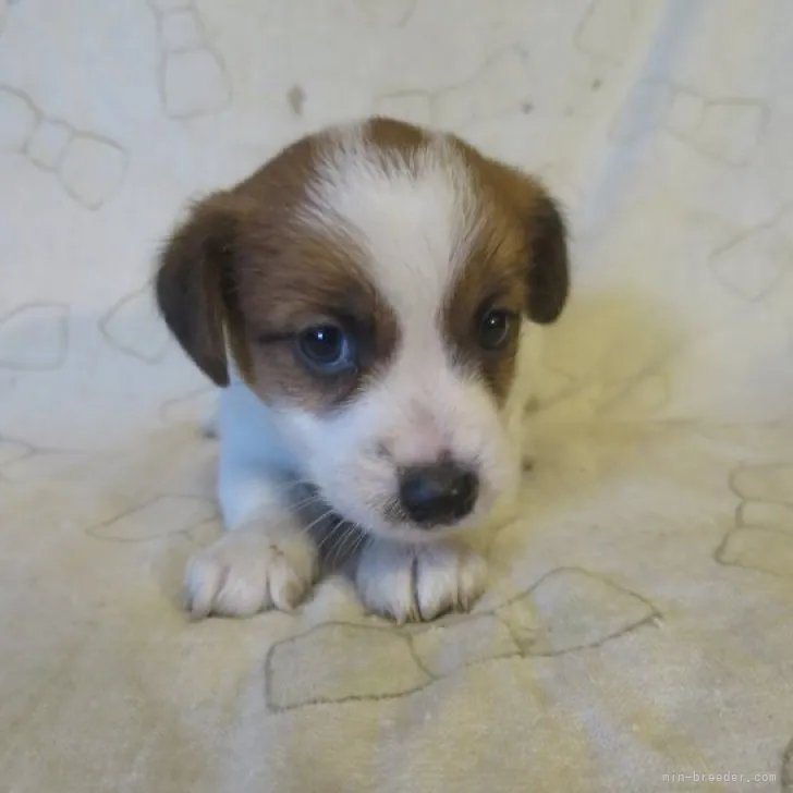 ID:2302-02317の子犬
