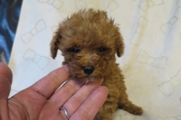 トイプードル(ティーカップ)【岐阜県・女の子・2018年3月23日・アプリコット】の写真「ティーカップ予想可愛い女の子」