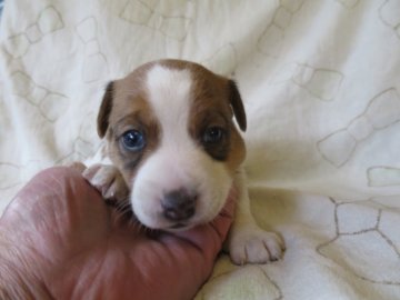 ジャックラッセルテリア【岐阜県・男の子・2017年2月9日・タンホワイト】の写真「短足のスムース元気な男の子」