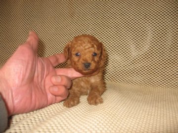 トイプードル(タイニー)【岐阜県・男の子・2015年2月14日・レッド】の写真「2kくらいマズルの詰まった可愛い子」