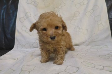 トイプードル(トイ)【岐阜県・男の子・2018年3月29日・アプリコット】の写真「ドアーフタイプ元気な男の子」