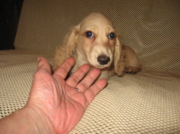 ミニチュアダックスフンド(ロング)【岐阜県・女の子・2015年5月8日・クリーム】の写真「綺麗なクリームの女の子」