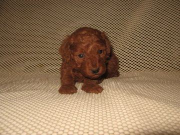 トイプードル(トイ)【岐阜県・男の子・2014年2月28日・レッド】の写真「濃い」レッド　お母さんは良血統」