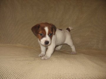 ジャックラッセルテリア【岐阜県・女の子・2015年8月12日・タンホワイト】の写真「短足スムース可愛いジャック」