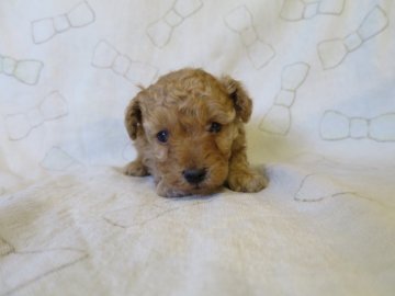 トイプードル(トイ)【岐阜県・男の子・2016年11月2日・アプリコット】の写真「やや小ぶり可愛い男の子」