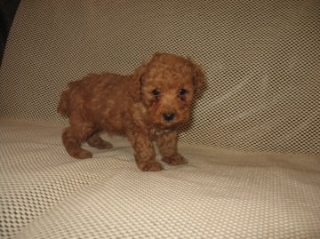 トイプードル(タイニー)【岐阜県・男の子・2013年12月24日・アプリコット】の写真「飼い主だけを見つめる子」