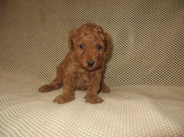 トイプードル(トイ)【岐阜県・男の子・2015年2月14日・レッド】の写真「スタイルの良い男の子」