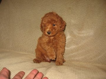 トイプードル(トイ)【岐阜県・女の子・2015年6月2日・レッド】の写真「元気に可愛い女の子」